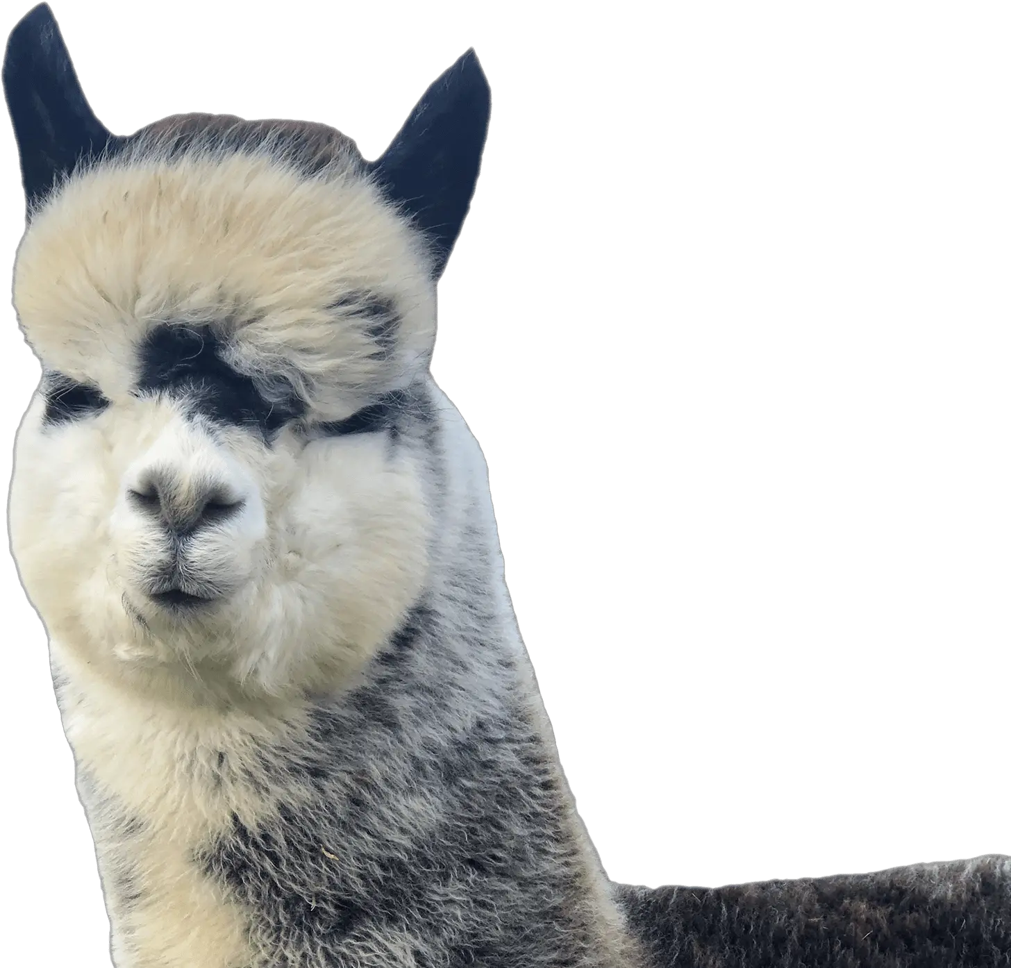 Alpacas Alpaca Knitwear Newark Nottinghamshire Jandj Fresh Png Llama Transparent