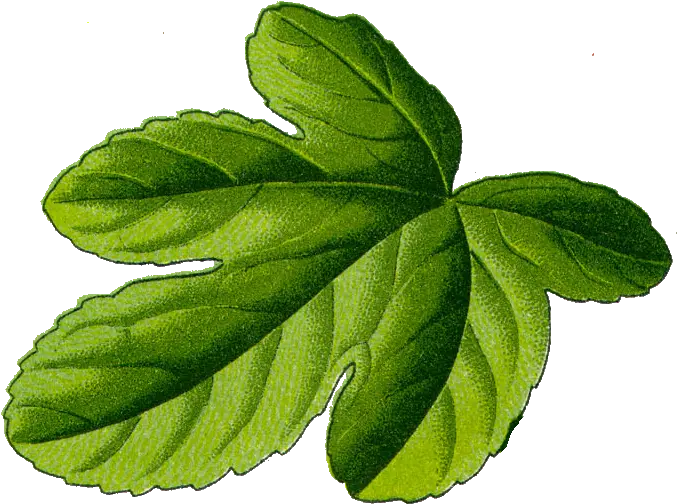 Fig Leaf Transparent Fig Leaf Png Leaf Png Transparent png