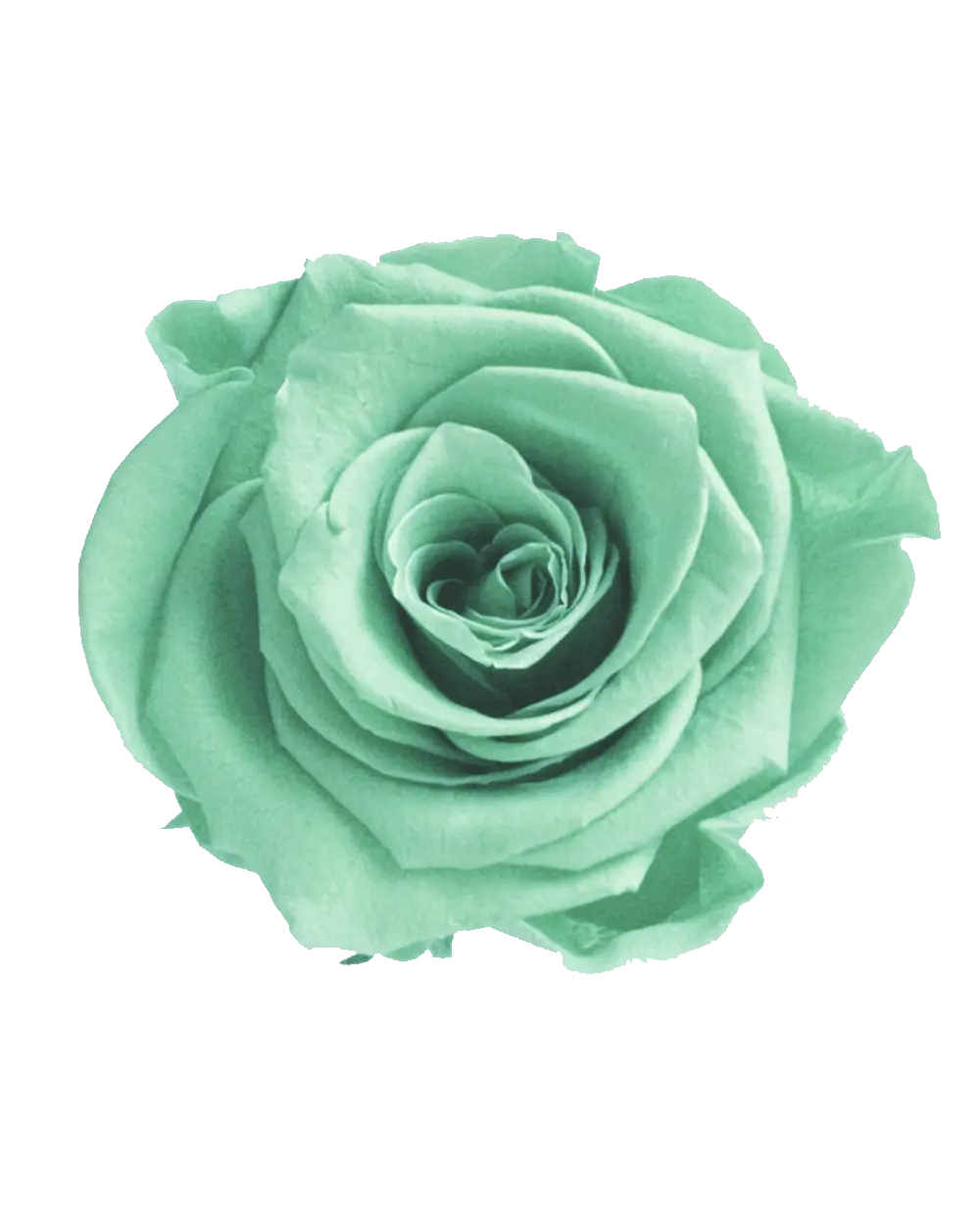 Mint Green Png U0026 Free Greenpng Transparent Images Green Flower Png Pastel Flowers Png