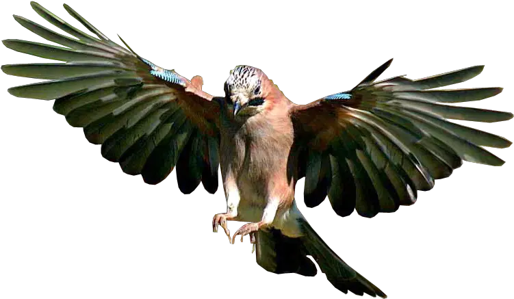 Jay Bird Flying Transparent Background Flying Bird Png Background Bird Flying Png png
