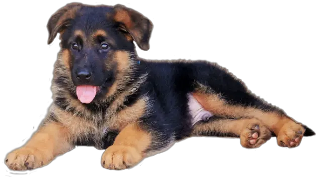 Download Cartoon German Shepherd Puppy German Shepherd Puppies In Texas Png German Shepherd Transparent