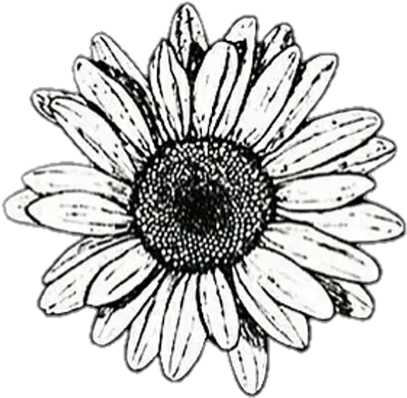 Background Black White Flower Cute Black And White Aesthetic Stickers Png Daisy Png
