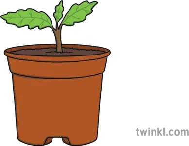 Oak Seedling Tree Plant Nature Ks1 Illustration Twinkl Flowerpot Png Seedling Png