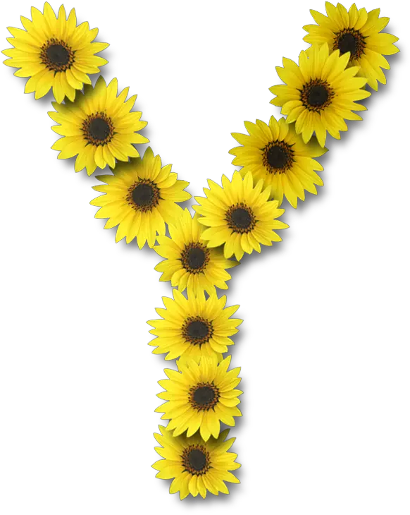 Vintage Sunflower Png