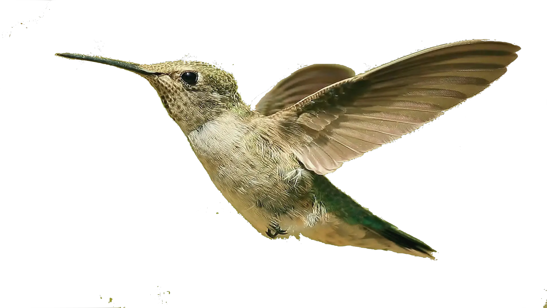 Flying Bird Transparent Background Transparent Bird Flying Png Fly Transparent Background