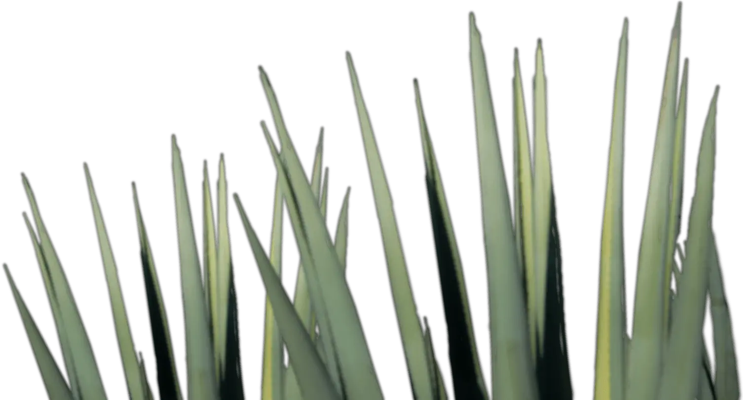 Download Agave Tequila Png Image Mezcal Agave Plant Png Agave Png