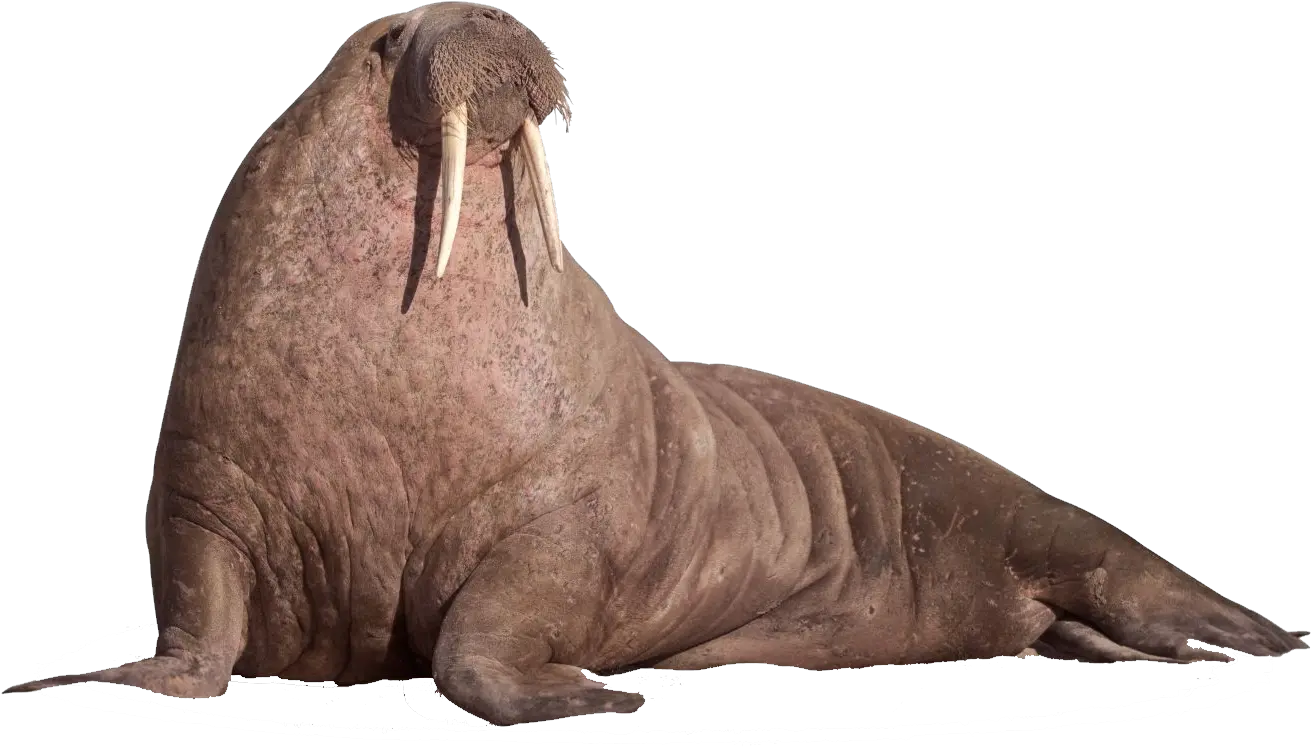 Walrus Sitting Walrus Png Ocean Transparent Background