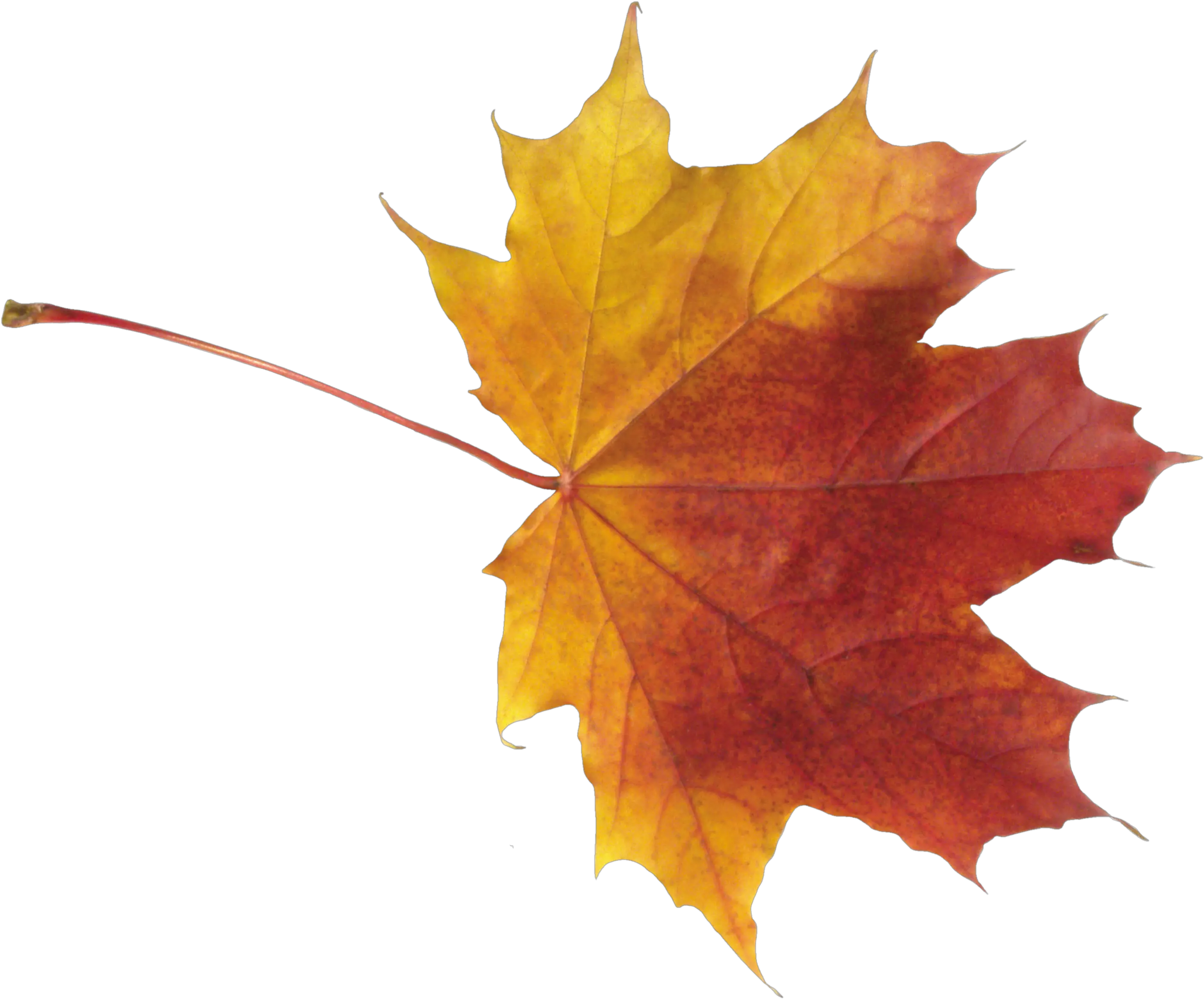 Autumn Leaf Png Images Transparent Autumn Leaf Transparent Background Autumn Leaves Png