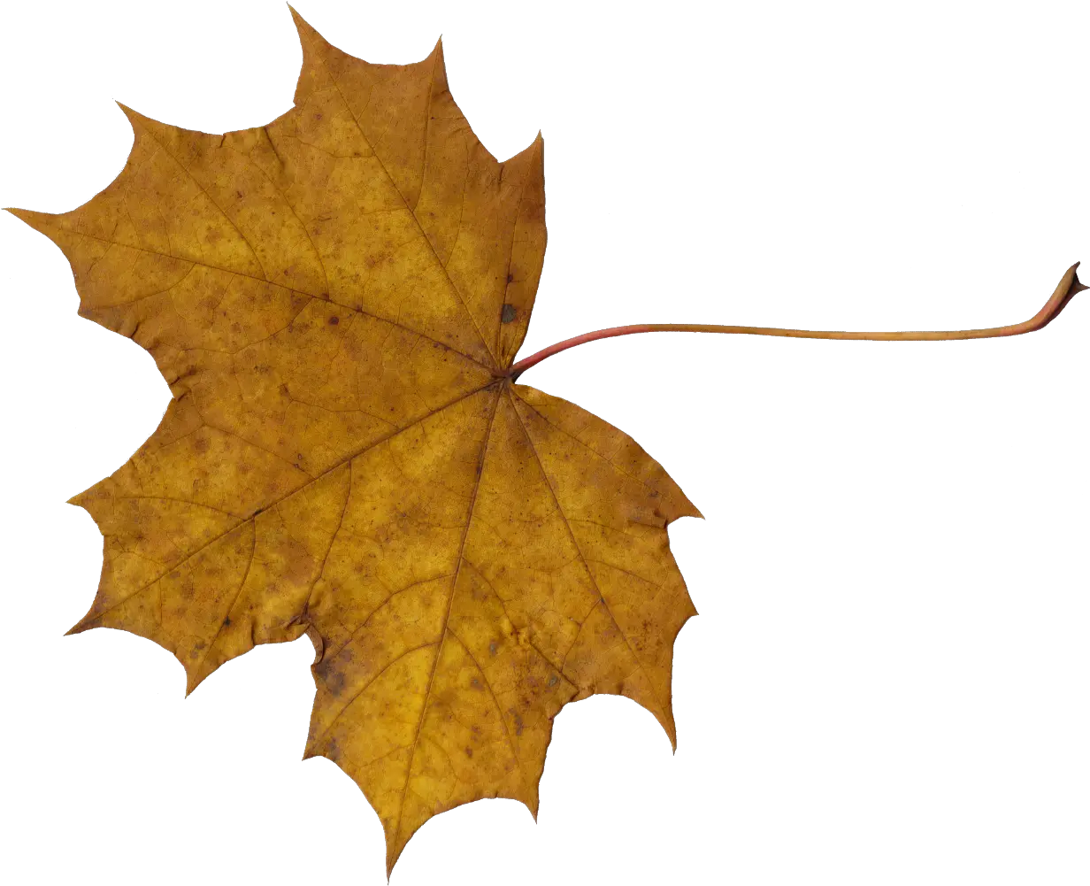 10 Maple Leaves Transparent Transparent Dry Leaf Png Autumn Leaves Png