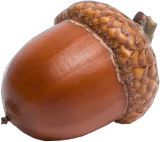 Png Background Even A Blind Hog Finds An Acorn Acorn Transparent Background