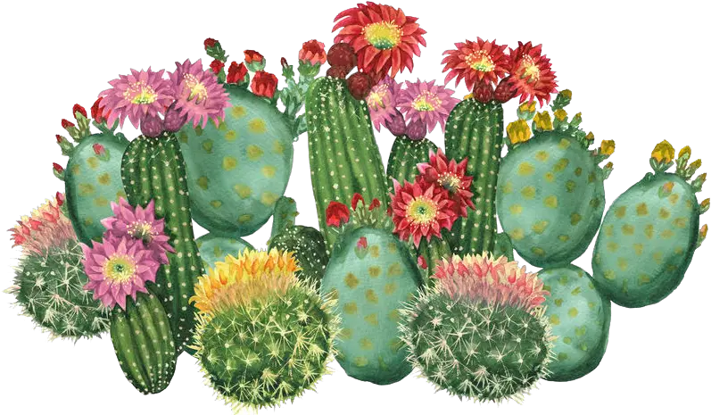 The Cactus U0026 Succulent Society Of Nsw Inc Cactus With Flowers Clipart Png Cactus Logo