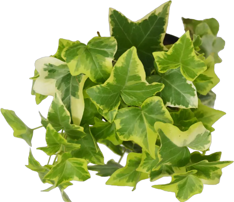 Ivy Leaf Png English Ivy Png Ivy Leaf Png