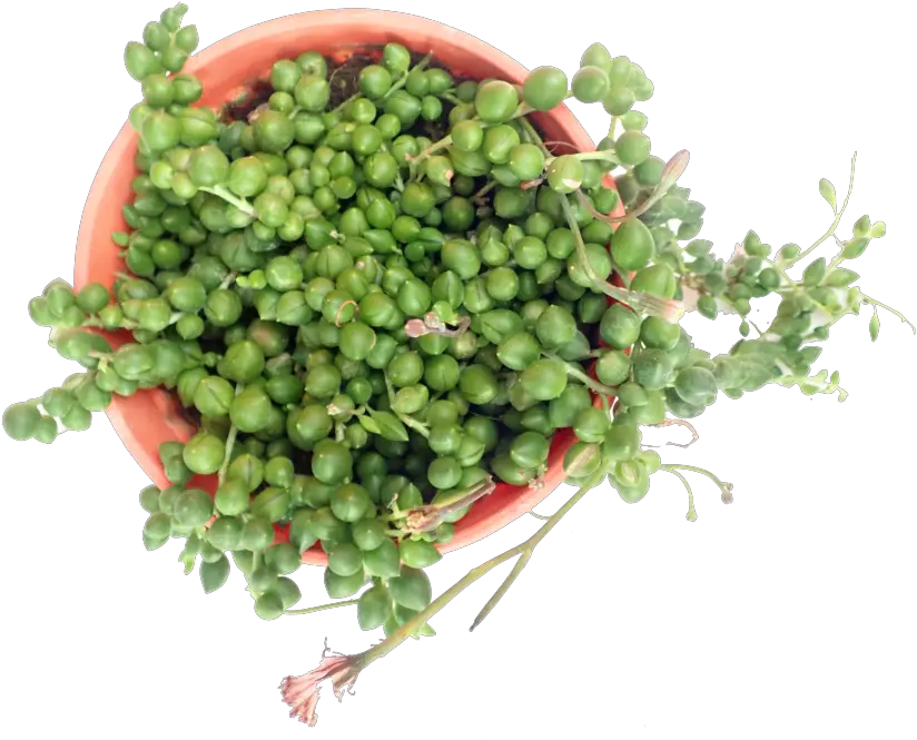 String Of Pearls Natural Foods Png String Of Pearls Png