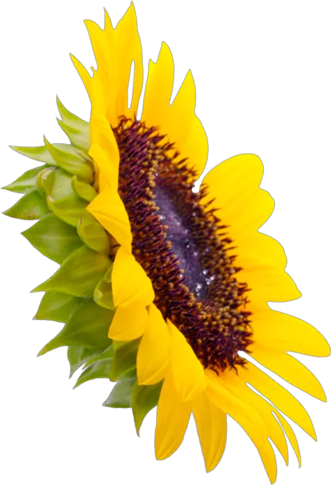 Sunflower Vase Png