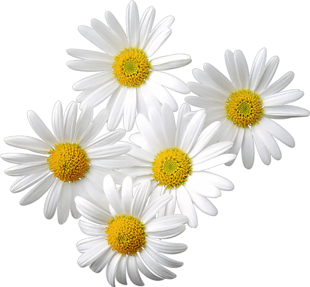 Free Transparent Daisy Cliparts Daisy Flower In Assamese Png Daisy Png