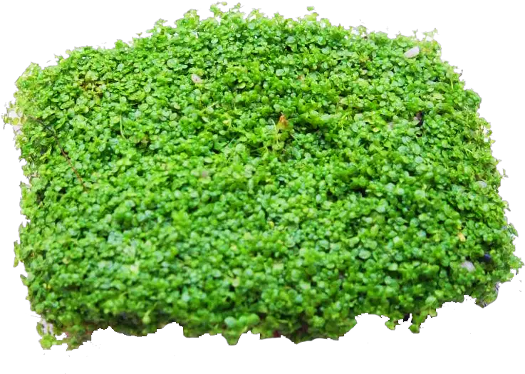 Download Baby Tears Moss Full Size Png Image Pngkit Moss Moss Png