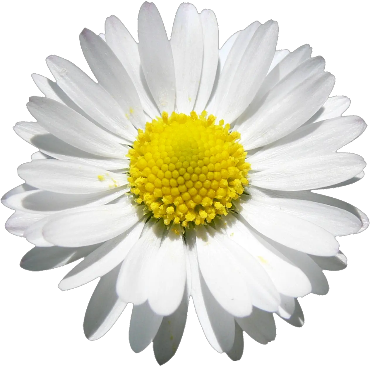 Png Daisy Transparent Clipart Watercolor Daisies Flower Png Daisy Png