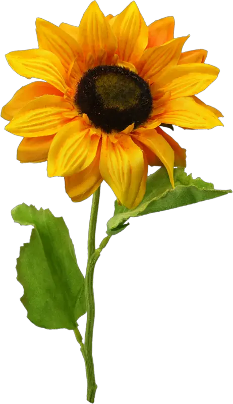 Sunflower Vector Png