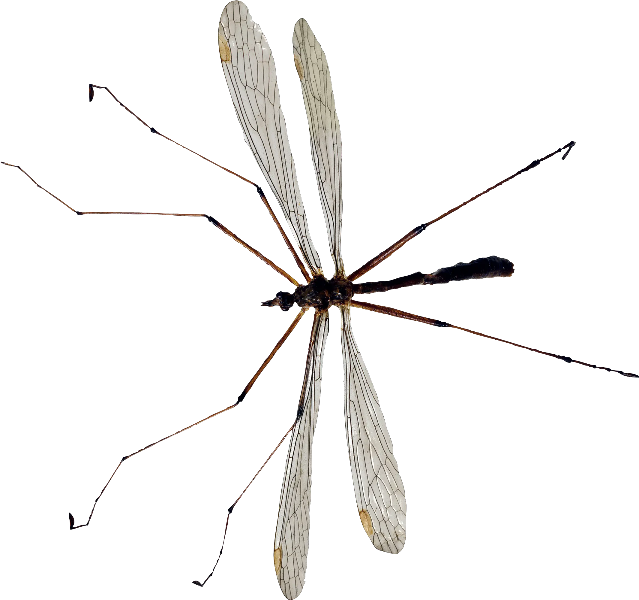Download Mosquito Png Image For Free Daddy Long Legs Uk Mosquito Transparent
