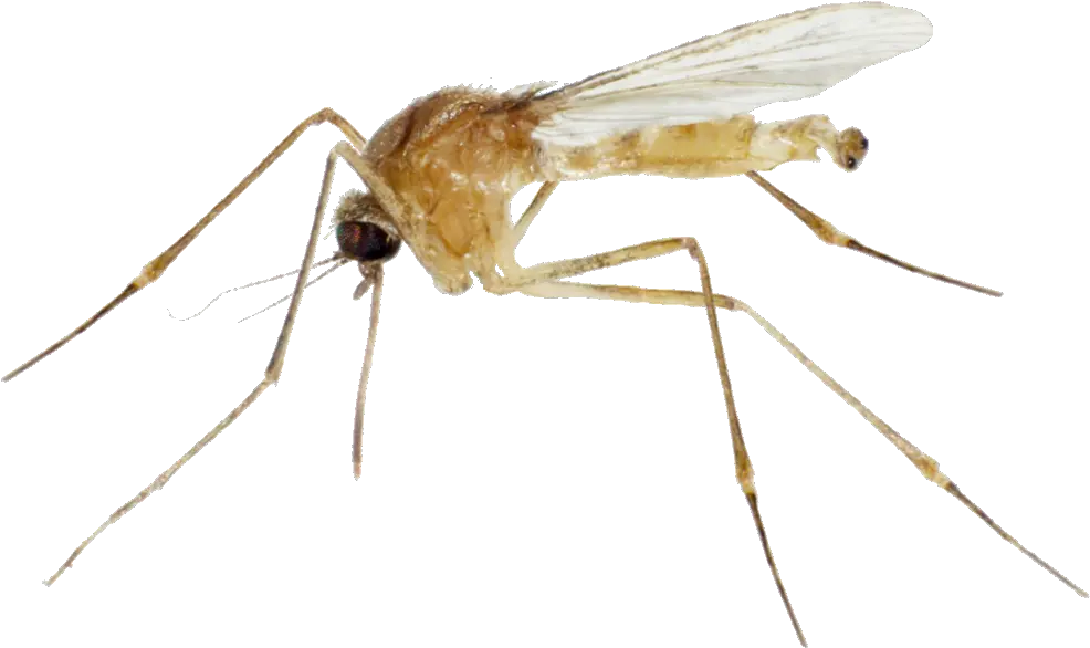 Mosquito Translucent Dibujos De Animales Invertebrados Mosquito Png Mosquito Transparent