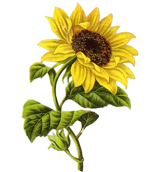 Sunflower Tattoo Png