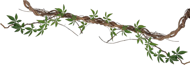 Download Branch 768x262 Hedge Bindweed Full Size Png Bindweed Png Hedge Png