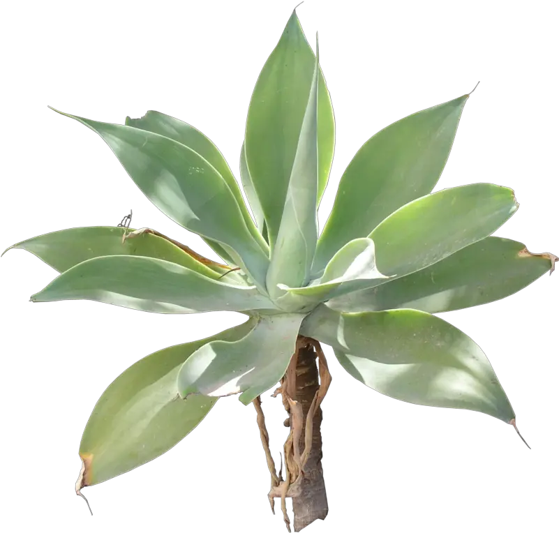 Download Free Png Agave Plants Agave Png