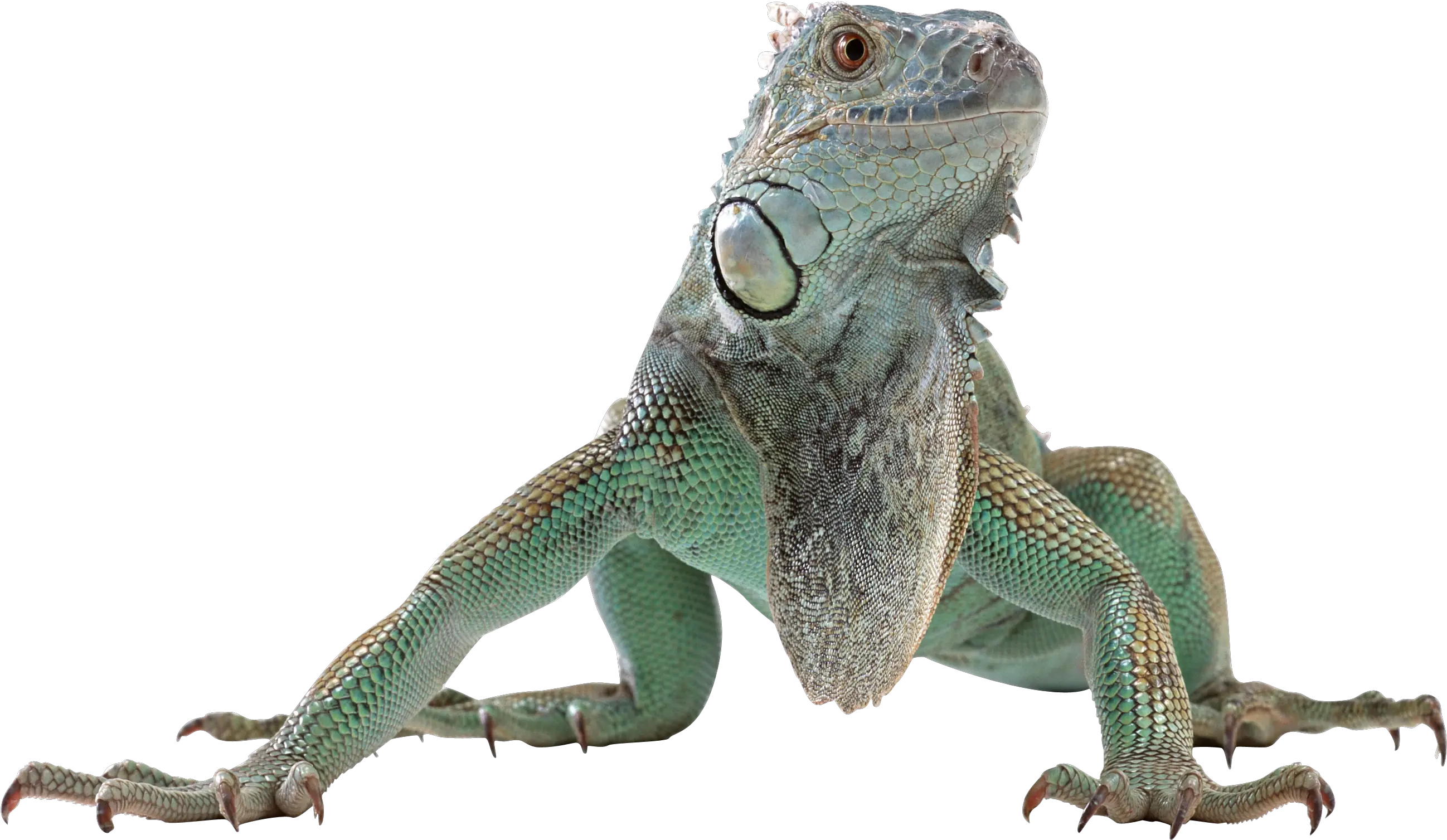 Lizard Png Transparent Background Reptile Png Lizard Transparent