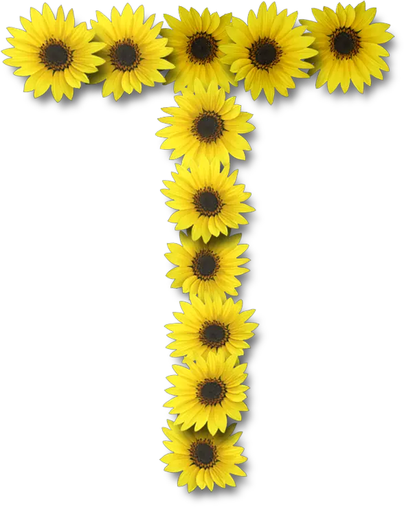 Sunflower Sticker Png