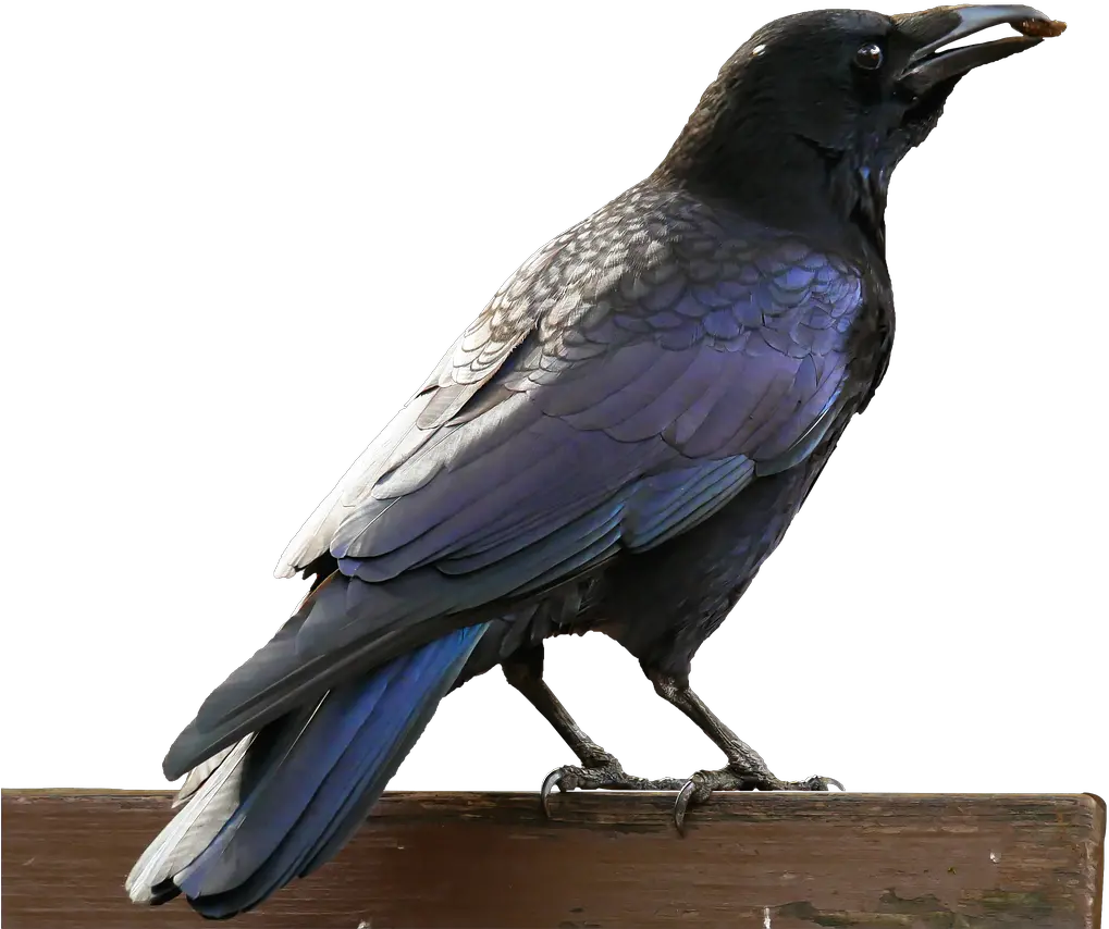 Birdcrowravenraven Birdbill Free Image From Needpixcom Vögel Rabe Png Raven Transparent Background