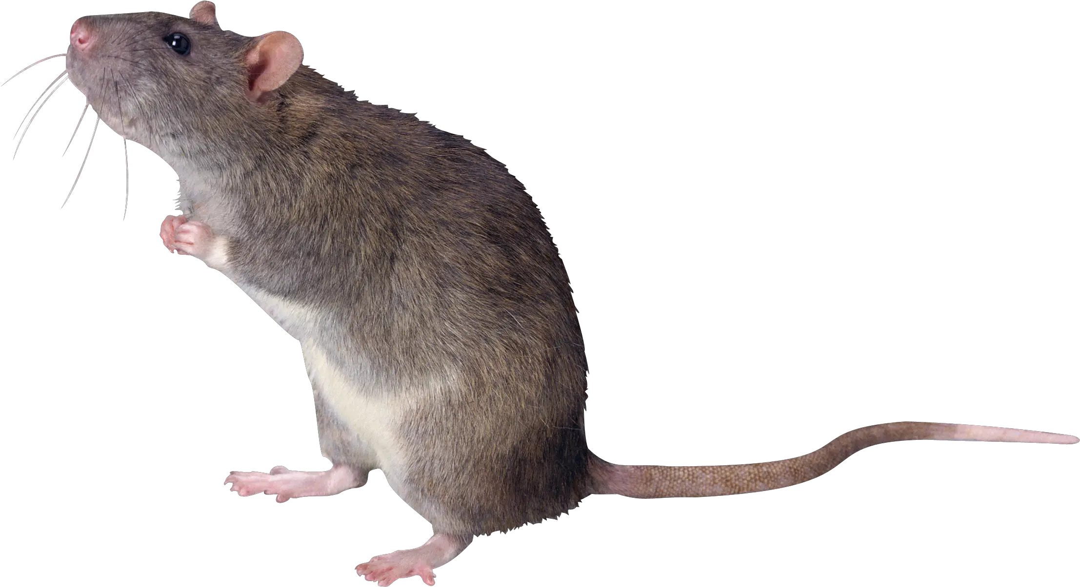 Transparent Rat Transparent Background Rat Png Rat Transparent