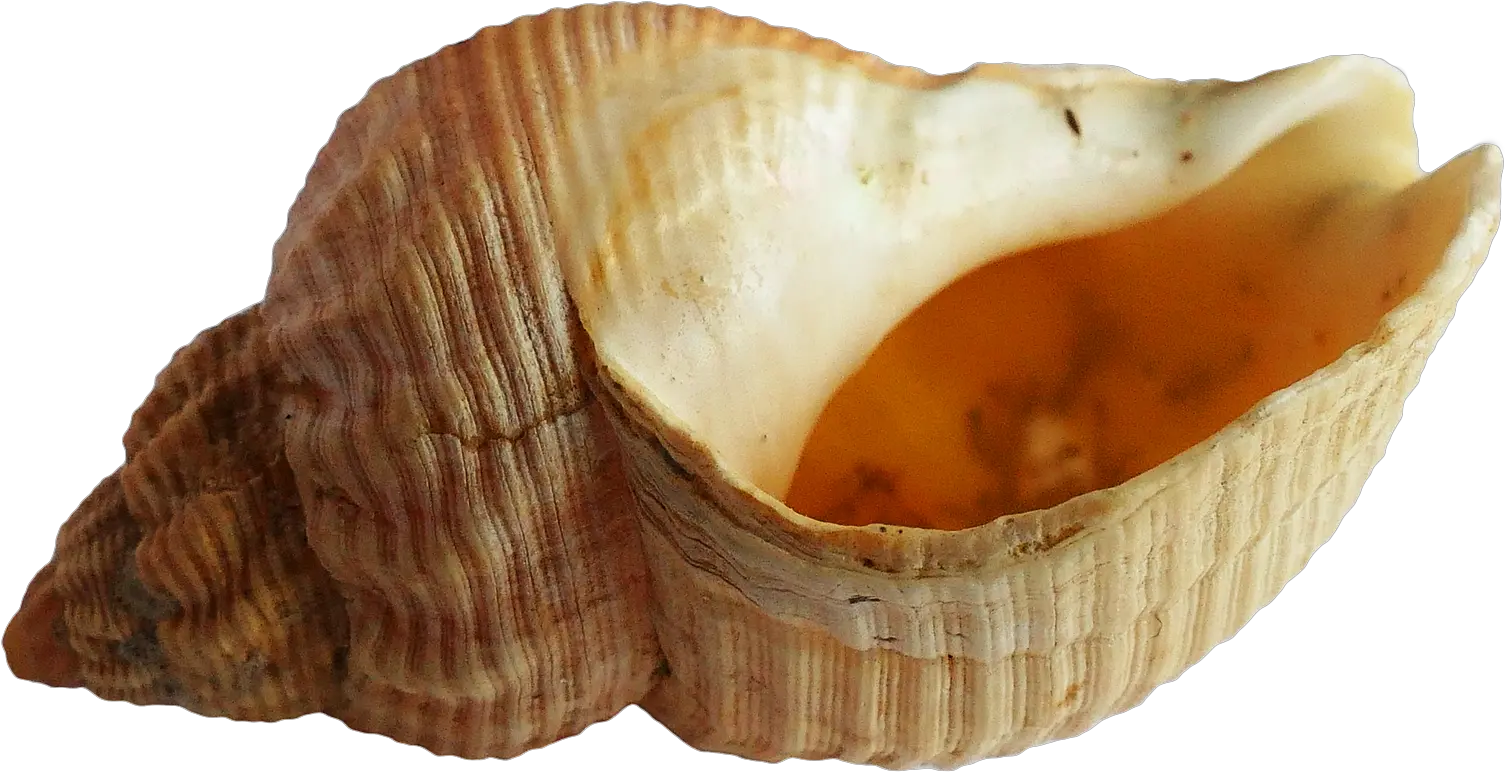 Ocean Shell Png Transparent Image Pngpix Sea Shell Transparent Background Ocean Transparent