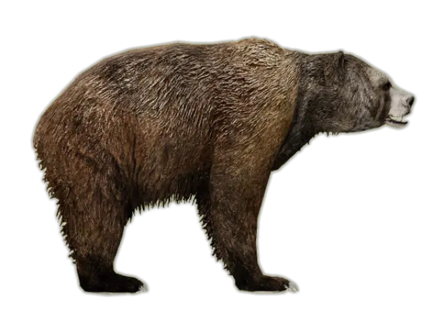 Download Bear Png 14 Short Faced Bear Ice Age Grizzly Bear Png