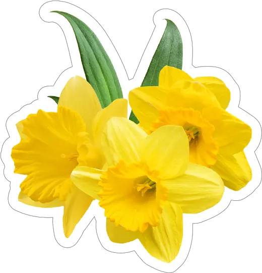 Pretty Daffodil Flower Sticker Daffodil Stickers Png Daffodil Icon