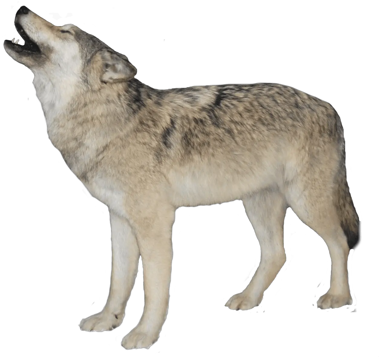 Idea Wolf Transparent Background Png Lobo Png