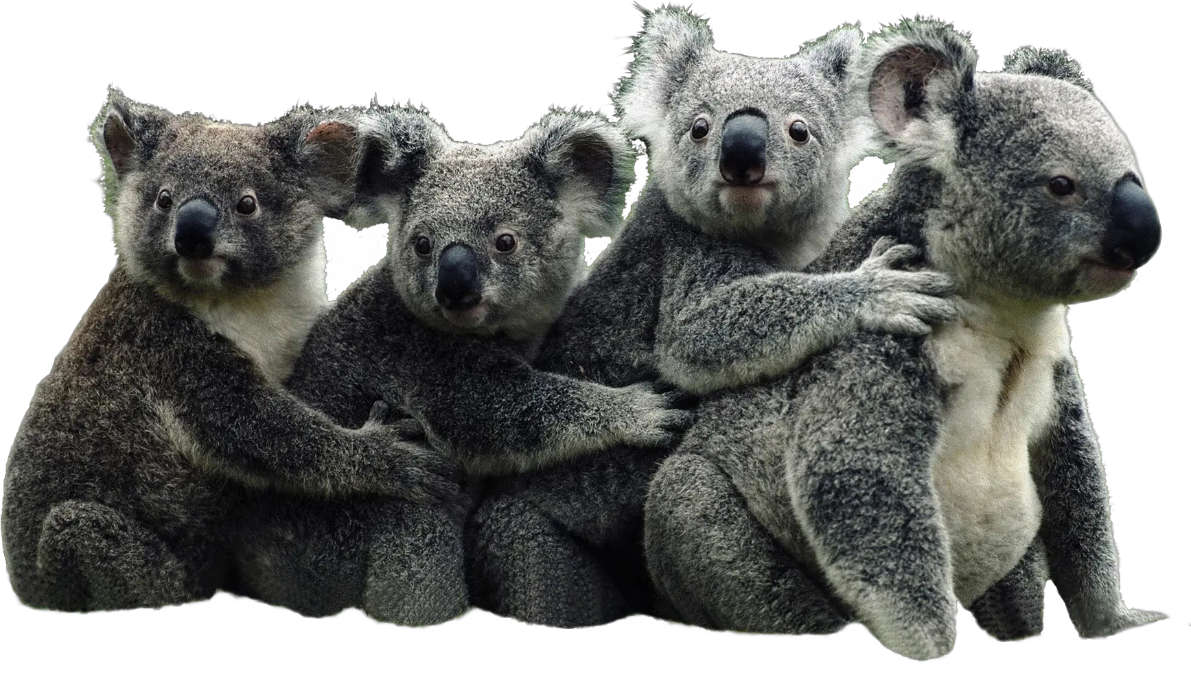 Koala Transparent Background Koala Bear And Panda Png Koala Transparent