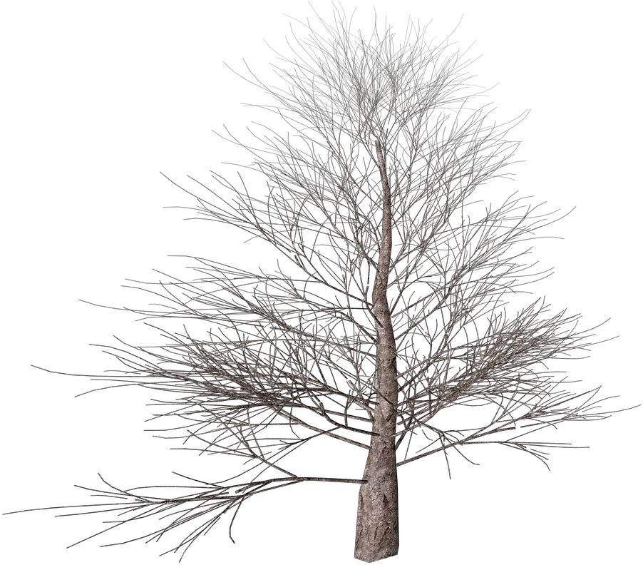 Winter Tree Transparent Png Transparent Winter Tree Clipart Trees Background Png