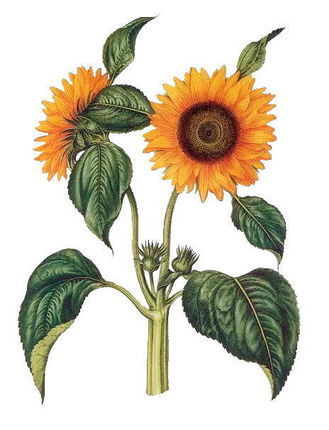 Sunflower Pvz Png