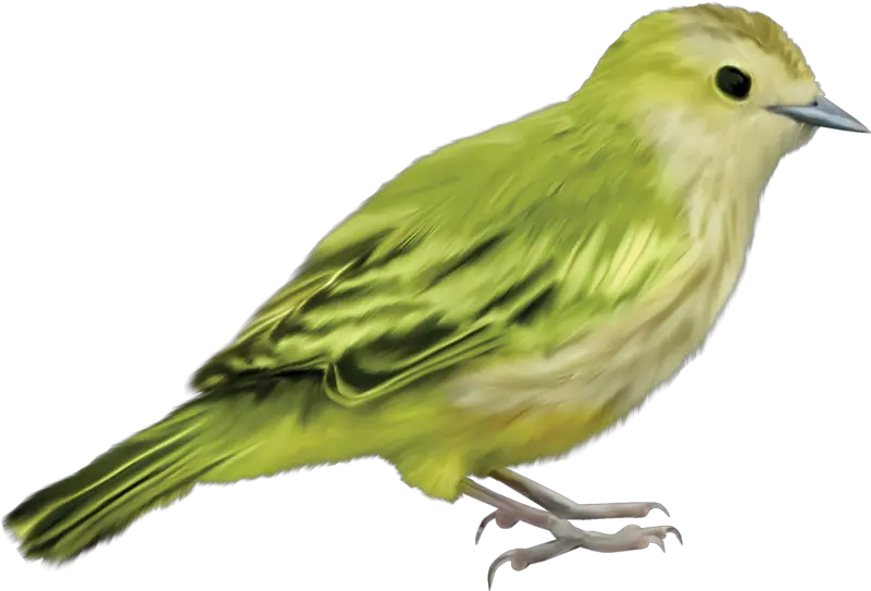 Parrot Bird Crafts Art Beautiful Bird Without Background Png Bird Transparent png