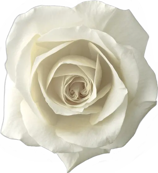 Whiterose Roses Rose Png Sticker Whiteroses Freetoedit White Rose Png Transparent White Roses Png