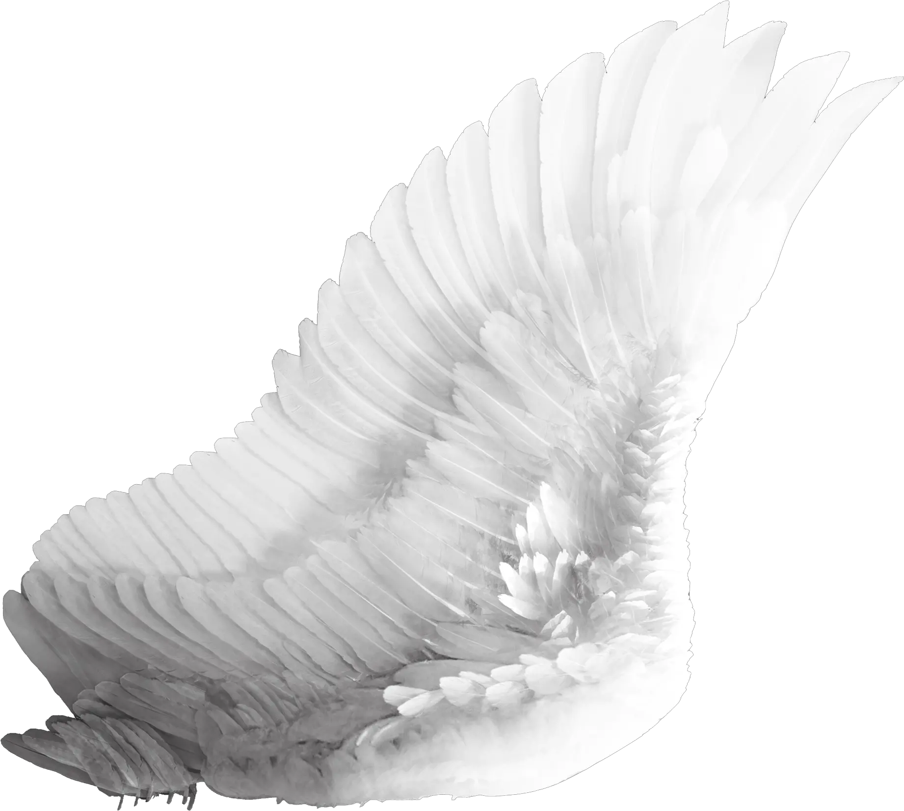 Download Black Wings Png Angel Wings Png Feather Wing Png