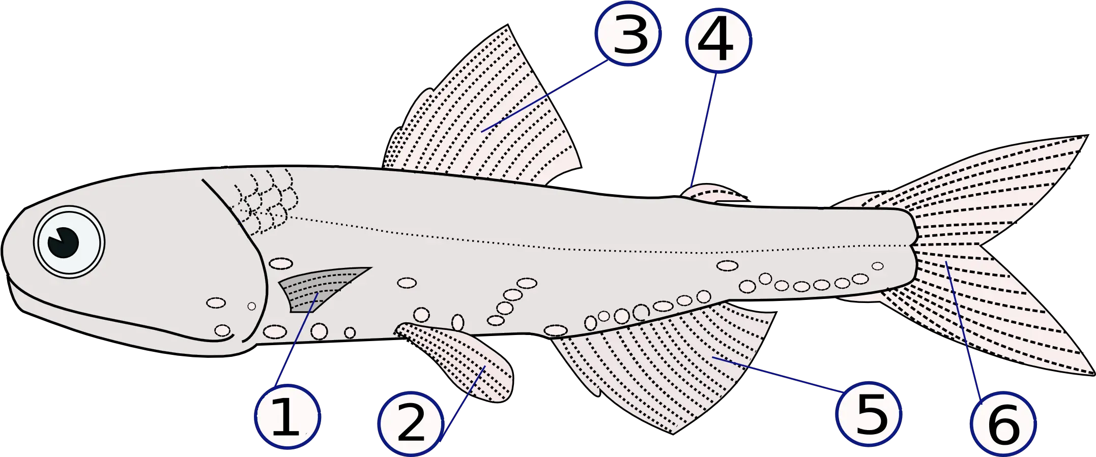Filelampanyctodes Hectoris Finspng Wikimedia Commons Finlet Fin Png