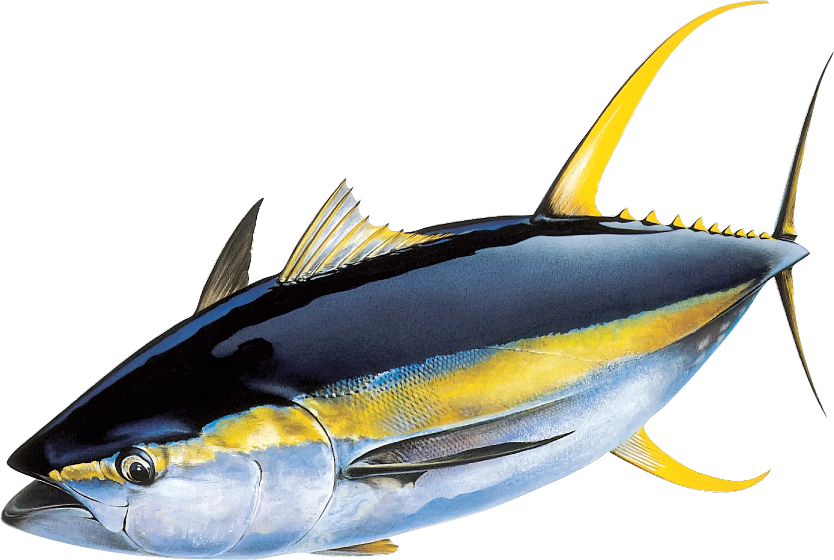 Png Tuna Transparent Tunapng Images Pluspng Yellowfin Tuna Fin Png