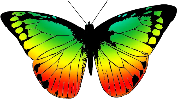 Transparent Background Clipart Free Copyright Image Butterfly Png Moth Transparent Background