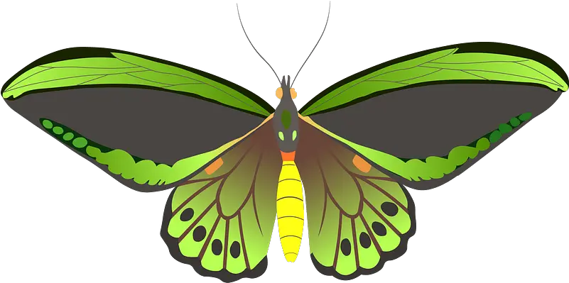Butterfly Clipart Free Download Transparent Png Creazilla Butterflies Butterfly Transparent Png png
