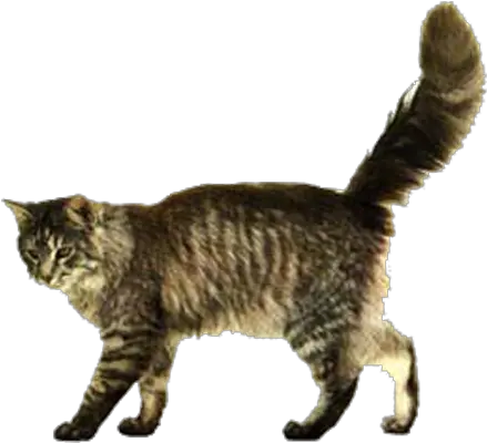 Kitten Png Transparent Background Cat Walking Png Kitten Transparent Background