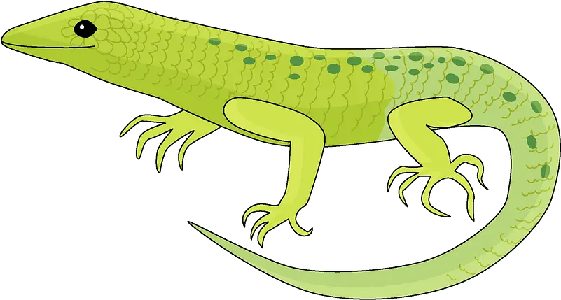 Lizard Clipart Free Download Transparent Png Creazilla Lizard Clipart Lizard Png