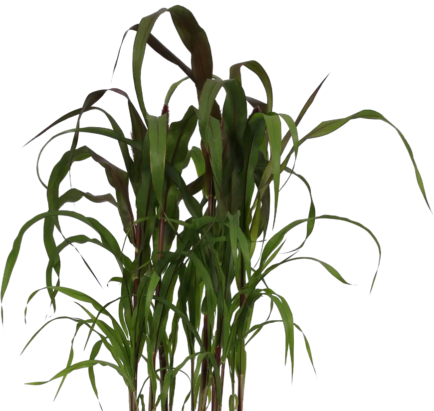 Decorum Company Pennisetum Products Pennisetum Purple Baron Png Dry Grass Png
