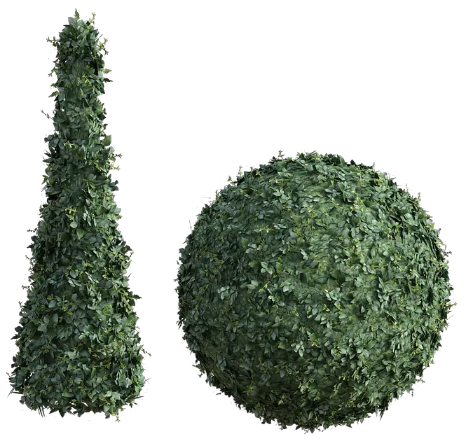 Topiary Bush Tall Topiary Plant Top View Png Hedge Png