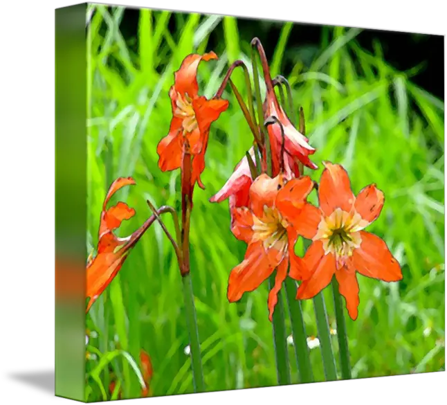 Wild Flowers Red Lirios By Elias Salazar Crocosmia Crocosmiiflora Png Wild Flowers Png